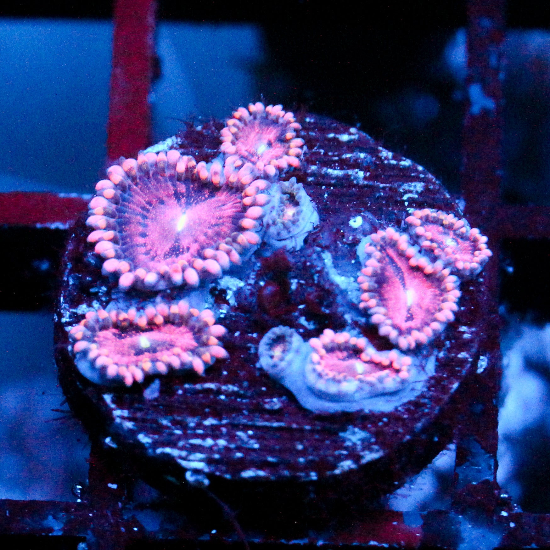 JC Purple Empress Zoanthid