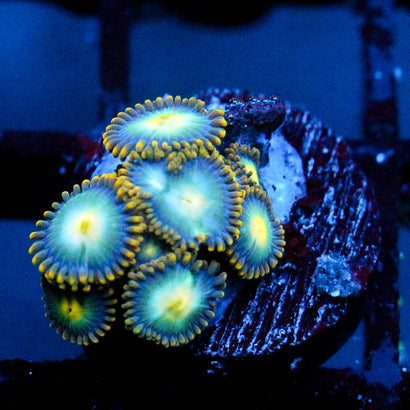 JC Saturn Zoanthid