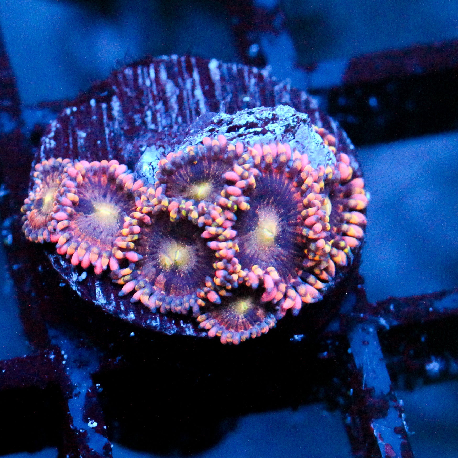 JC Bozos Birthday Zoanthid