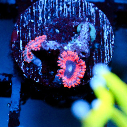 JC Typhloshion Zoanthid