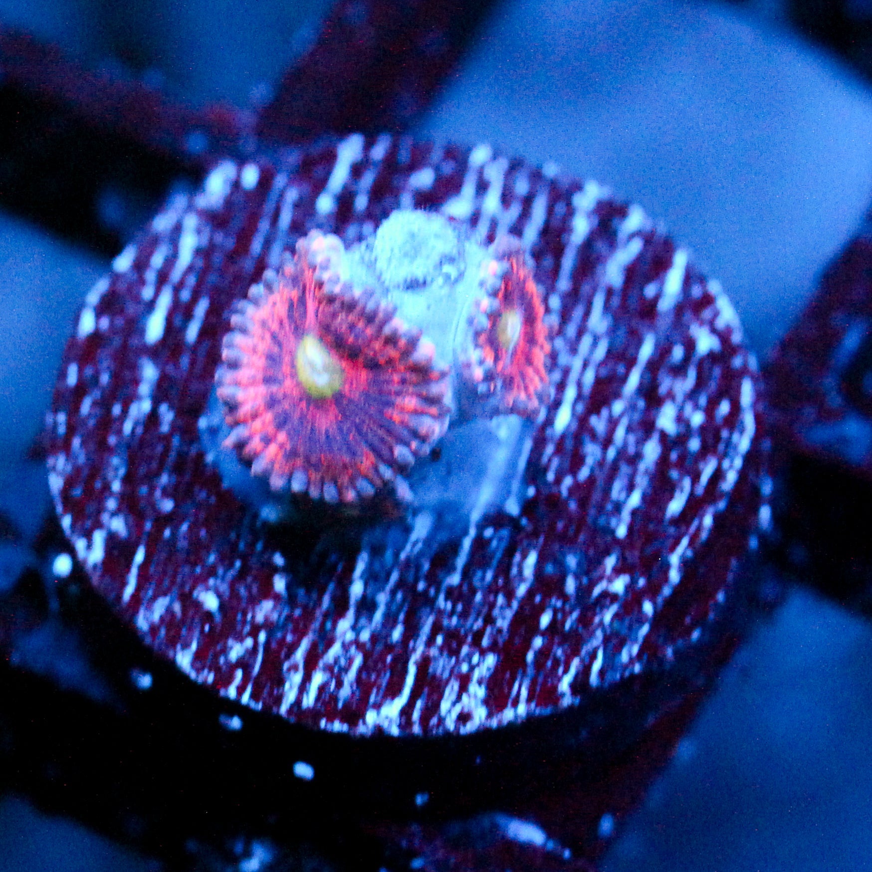 JC Yellow Rose Zoanthid