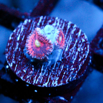 JC Yellow Rose Zoanthid