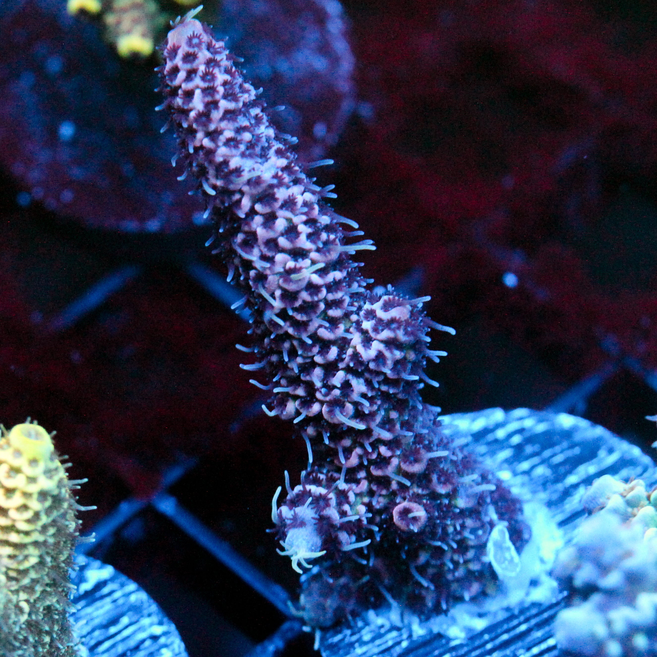 JC Purple Pillar
