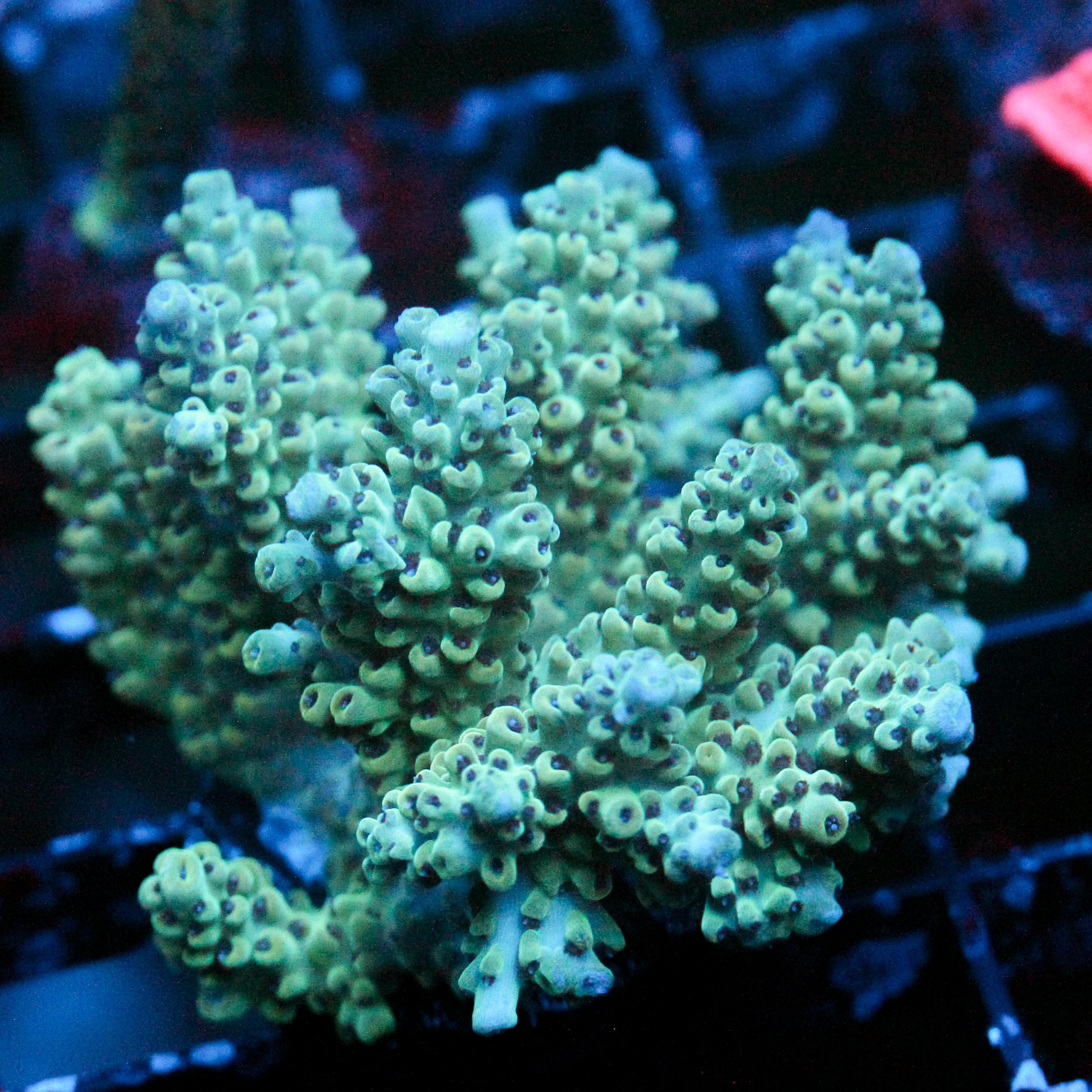 JC Chipwich (Massive Piece)