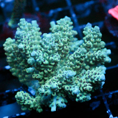 JC Chipwich (Massive Piece)