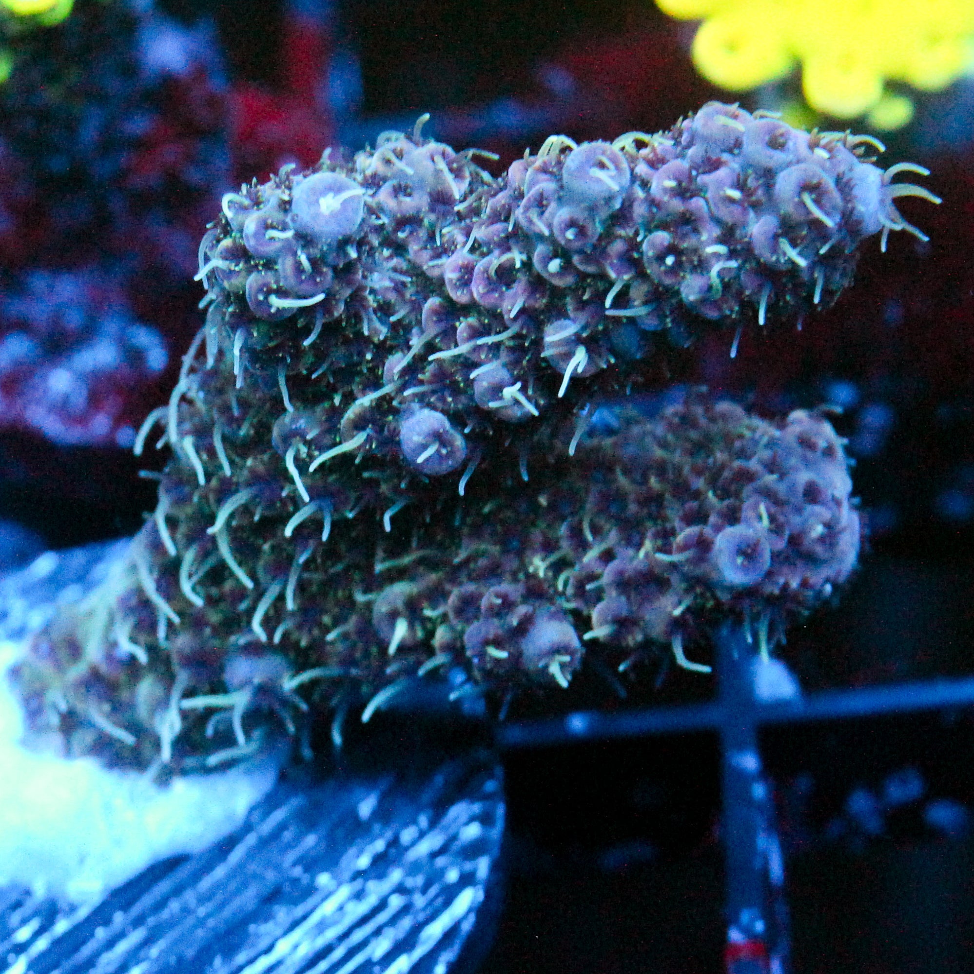 JC Dark tides