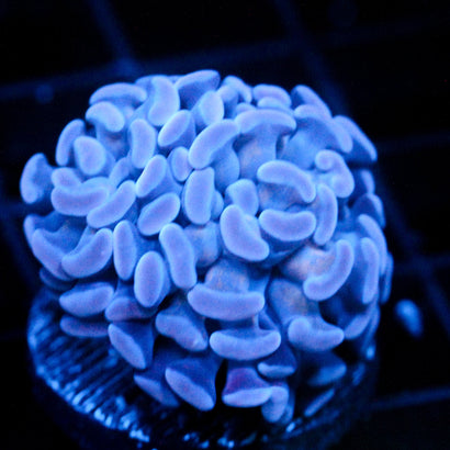 JC Blue Jeans Frammer