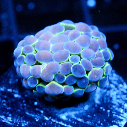 JC Ultra Hologram Hammer