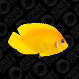 Bali Aquarich Lemon Peel Angelfish