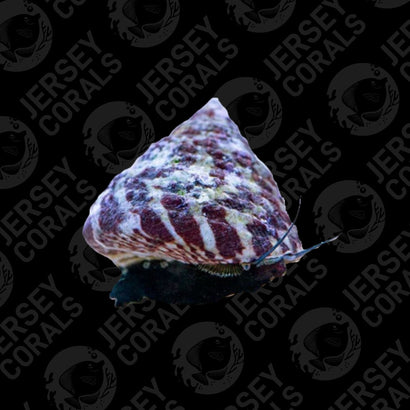 Tronchus Snail 5-Pack