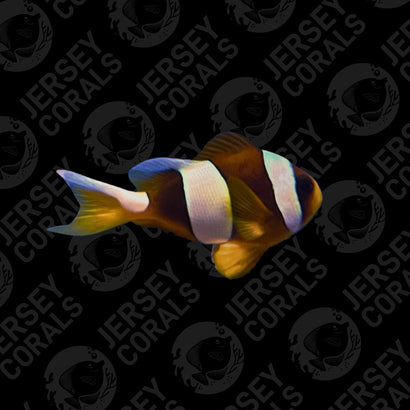 Madagascar Wideband Clownfish Pair
