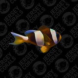 Madagascar Wideband Clownfish Pair