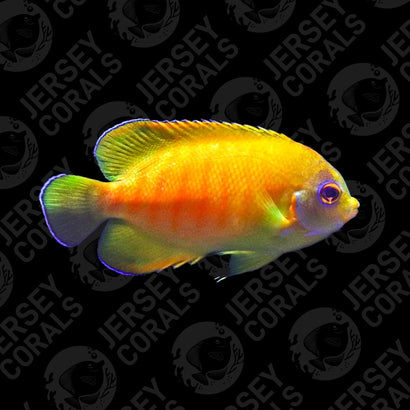 Bali Aquarich Grade C Tigerpyge Angelfish (No Stripes)