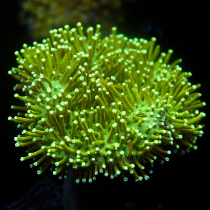 JC Ultra Green Toadstool (Medium)