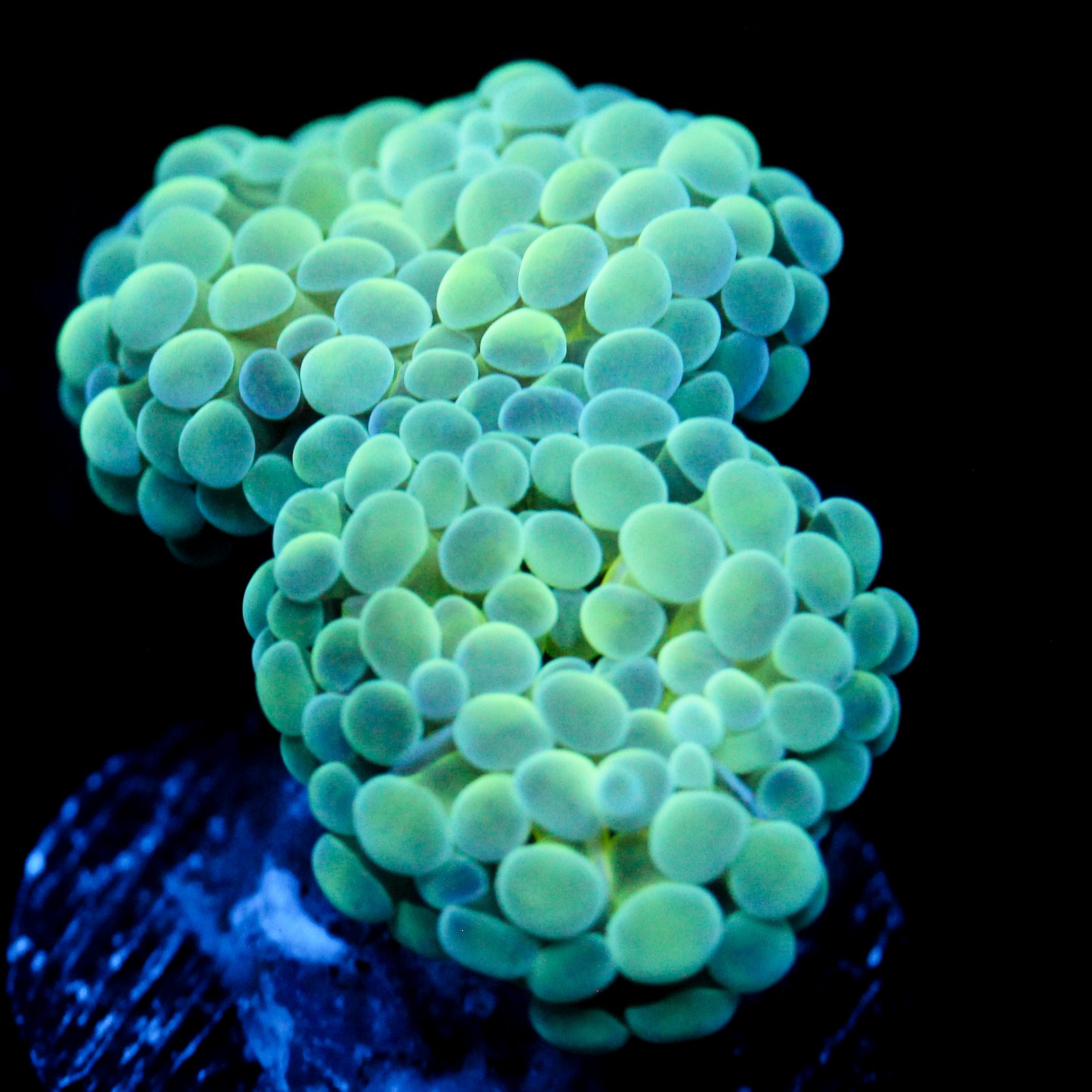 JC Seafoam Frammer