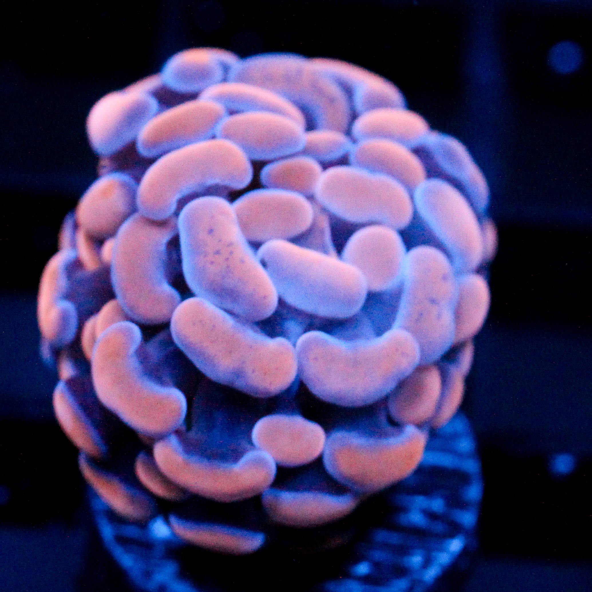 JC Orange Splatter Hammer