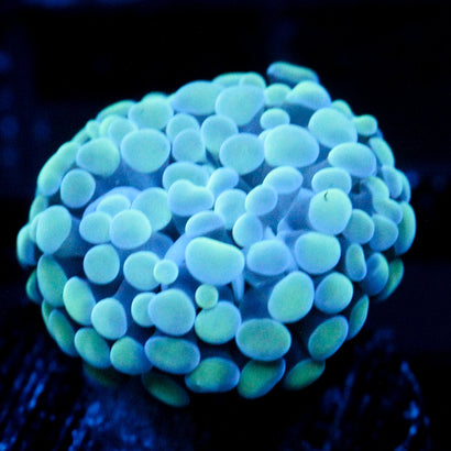 JC Bubble Bath Frammer