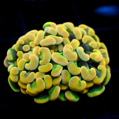 JC Rainbow Gold Hammer