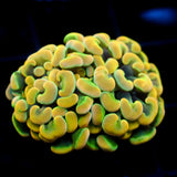 JC Rainbow Gold Hammer