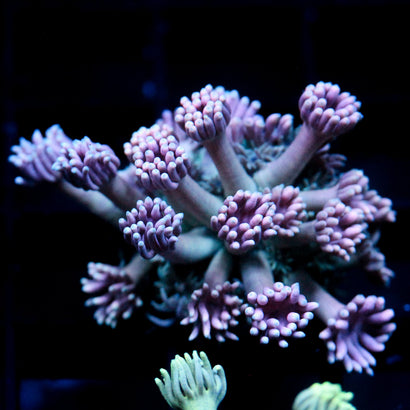 JC Careless Whisper Goni