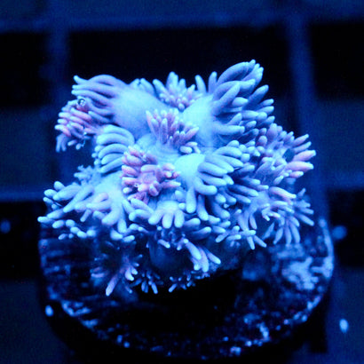 JC Purple Streamer Goni