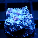 JC Purple Streamer Goni