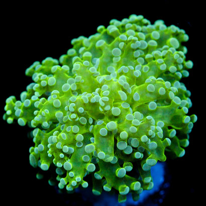 JC The Slime King Octo