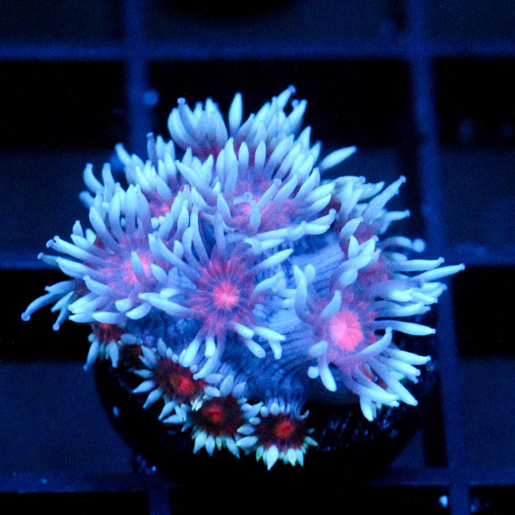 JC Vampiric Hypnosis Goni