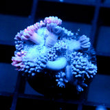 JC Pinurple Punch Goni