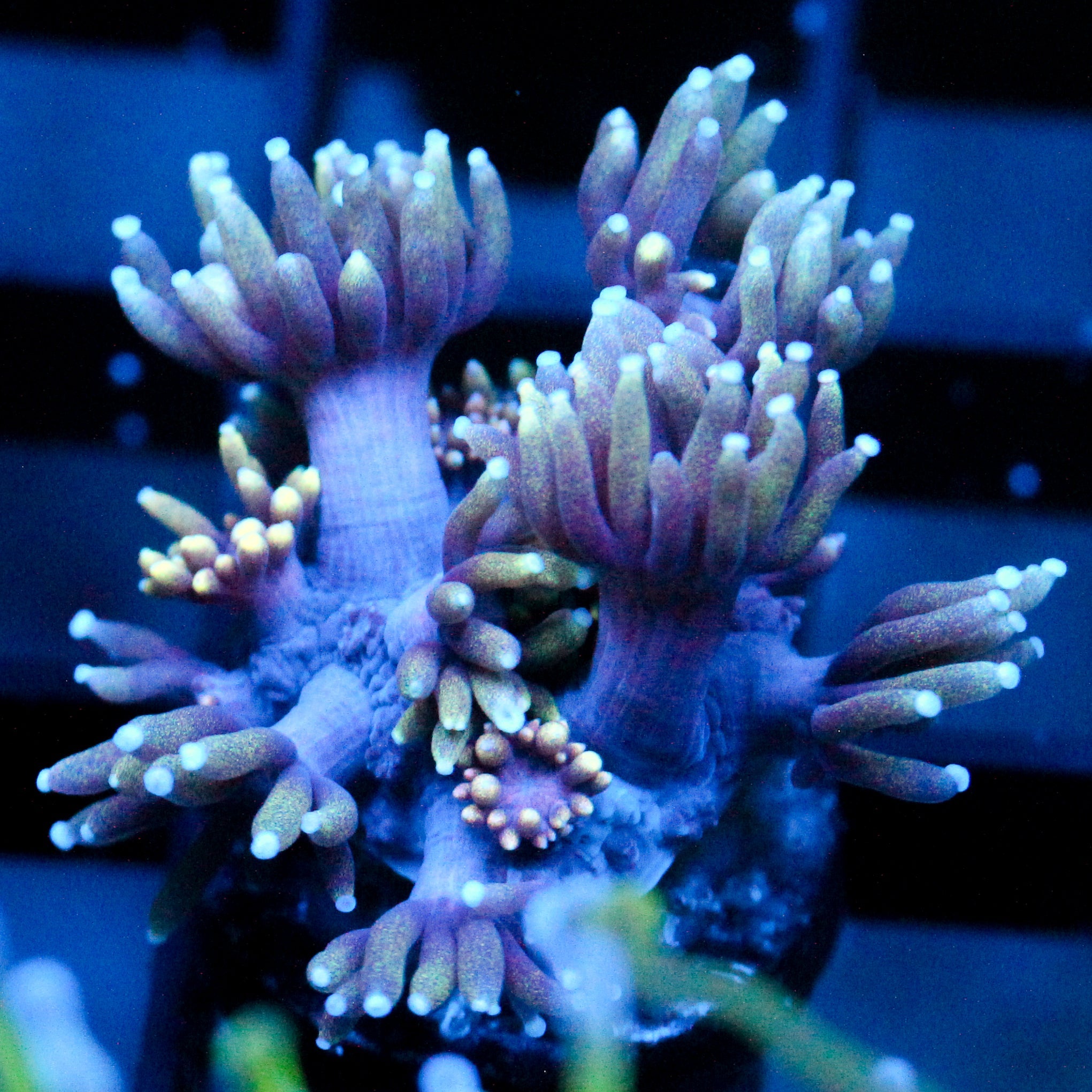 JC Plumb Pudding Goni