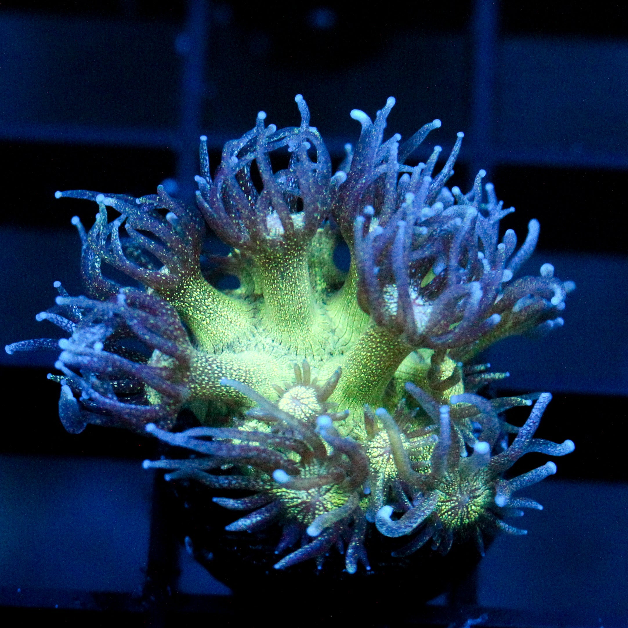 JC Deep Tone Glitter Goni