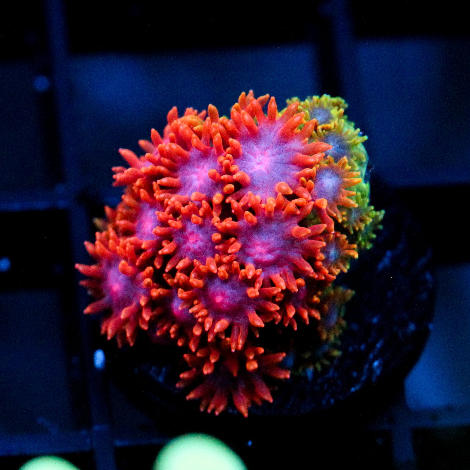 WWC Kaleidescope Bernardpora