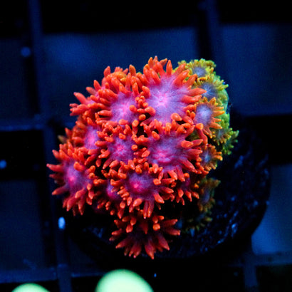 WWC Kaleidescope Bernardpora