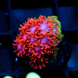 WWC Kaleidescope Bernardpora