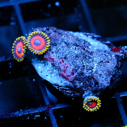 JC Fireworks Zoanthid