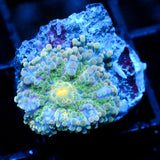 JC Grinch Eyeball Yuma