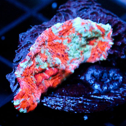 JC Orange Nova Chalice