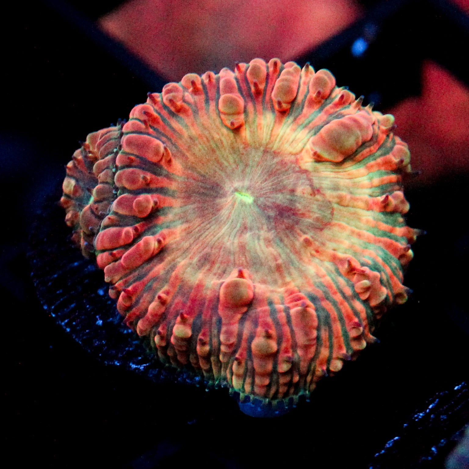 JC Fox Nebula Blasto