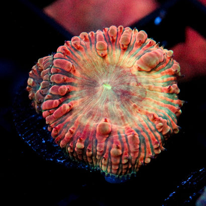 JC Fox Nebula Blasto