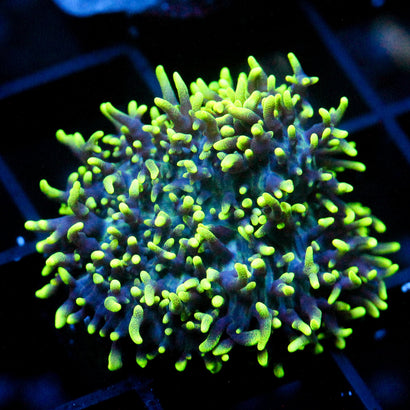 JC Fuzzy Wonder Mushroom