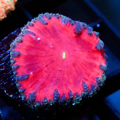 JC Devastation Blasto