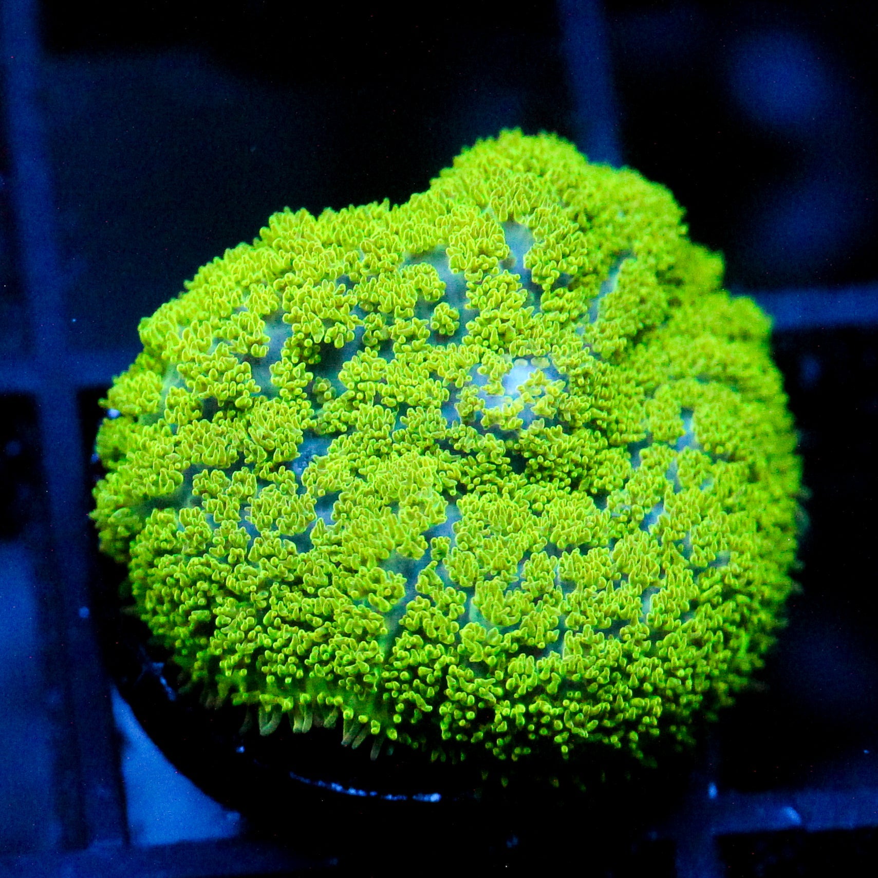 JC Neon Green Rhodactis