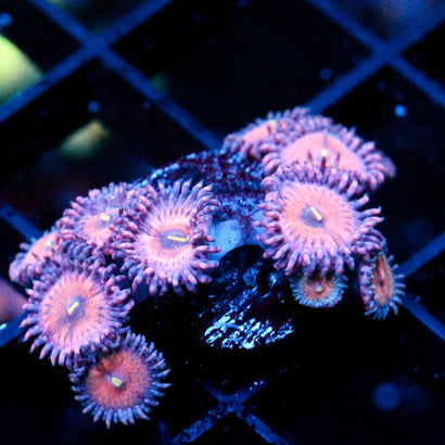 JC Amber Bliss Zoanthid