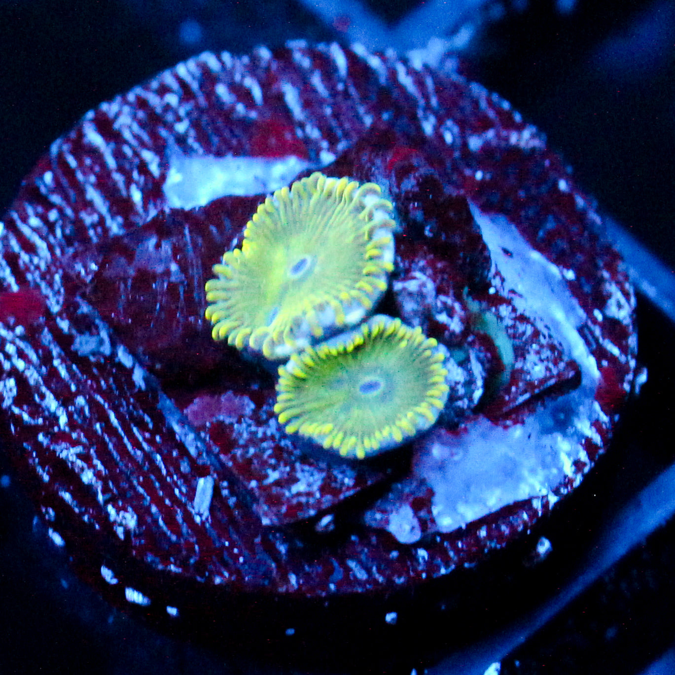 JC Lady Liberty Zoanthid