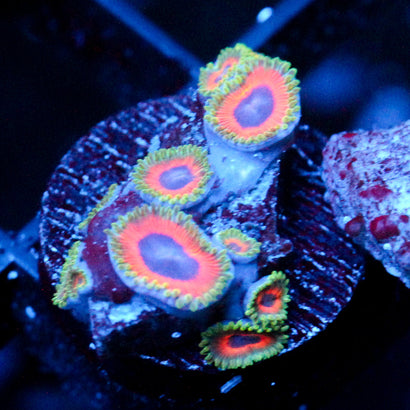 JF Fairytale Zoanthids