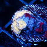 JC Blue Seam Zoanthid