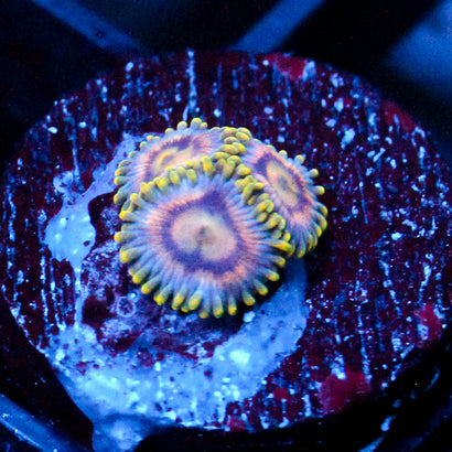 JC Gold Burst Zoanthid