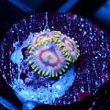 JC Gold Burst Zoanthid