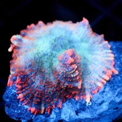 JC Big Chill Rhodactis