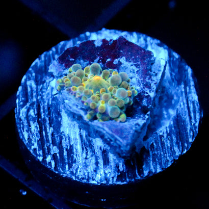 JC Grinch Eyeball Yuma baby